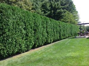 Trimmed Arborvitae in Rocky Hill 
