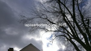 Tree limbs looming over house