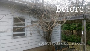 Wisteria vine before pruning