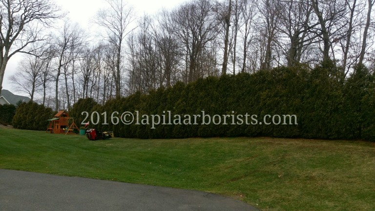 Arborvitae Tree Hedge Trimming in Rocky Hill, CT