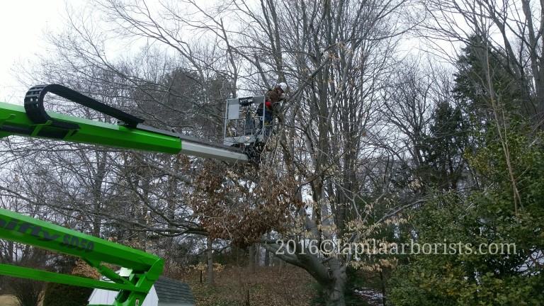 Hazard Tree Limb Pruning in Rocky Hill