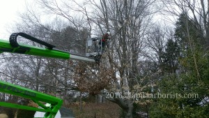 During some of the pruning work