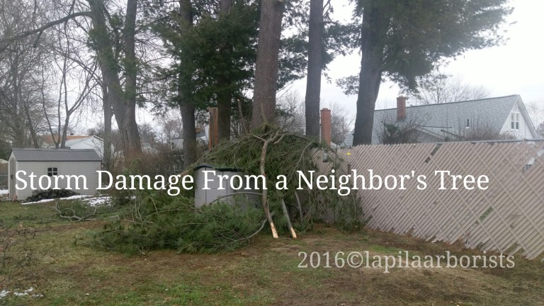 Storm Tree Damage, Almost Never Happens to Our Clients
