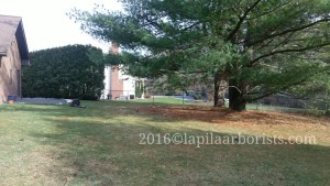 After pruning and raising tree branches. Client can now mow under them.