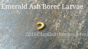 Emerald Ash Borer Larvae in Colchester CT