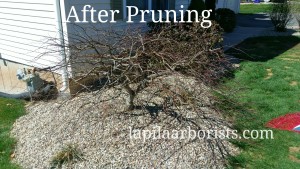 After pruning all dead wood.