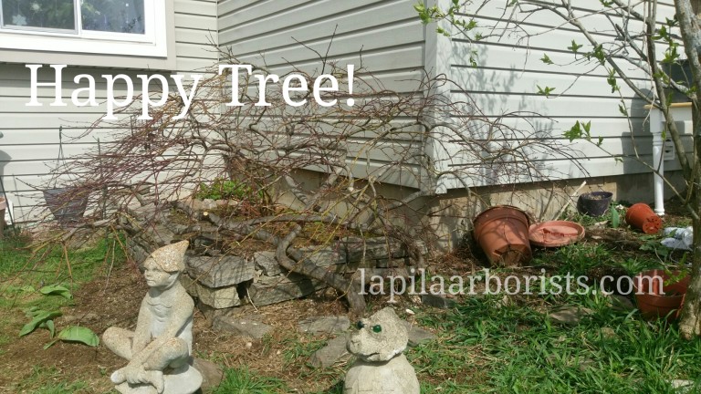 Ornamental Tree Pruning in Rocky Hill