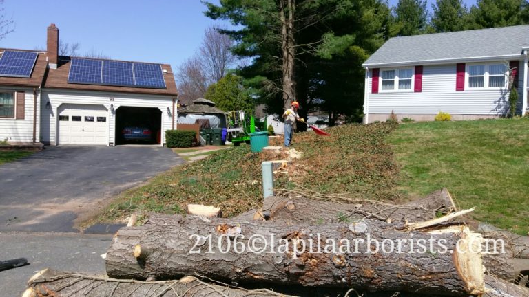 Removing Pine Trees in Rocky Hill, CT