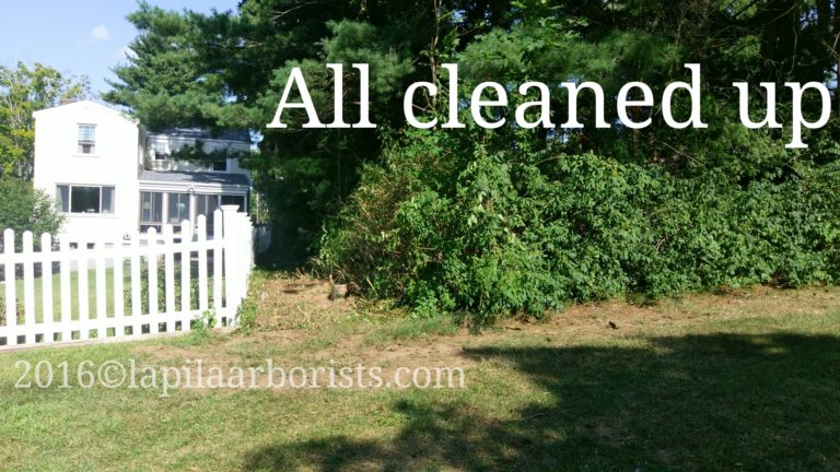 Tree and Brush Removal in Rock Hill