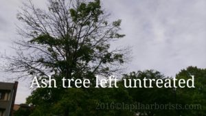 Untreated ash tree