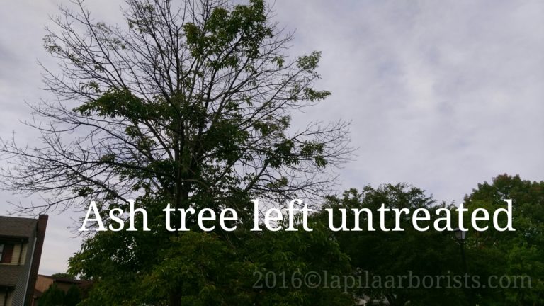 “Should I treat my ash tree?”