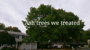 Treated Ash Tree