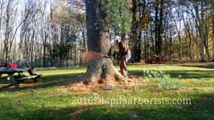 Cutting a huge tree