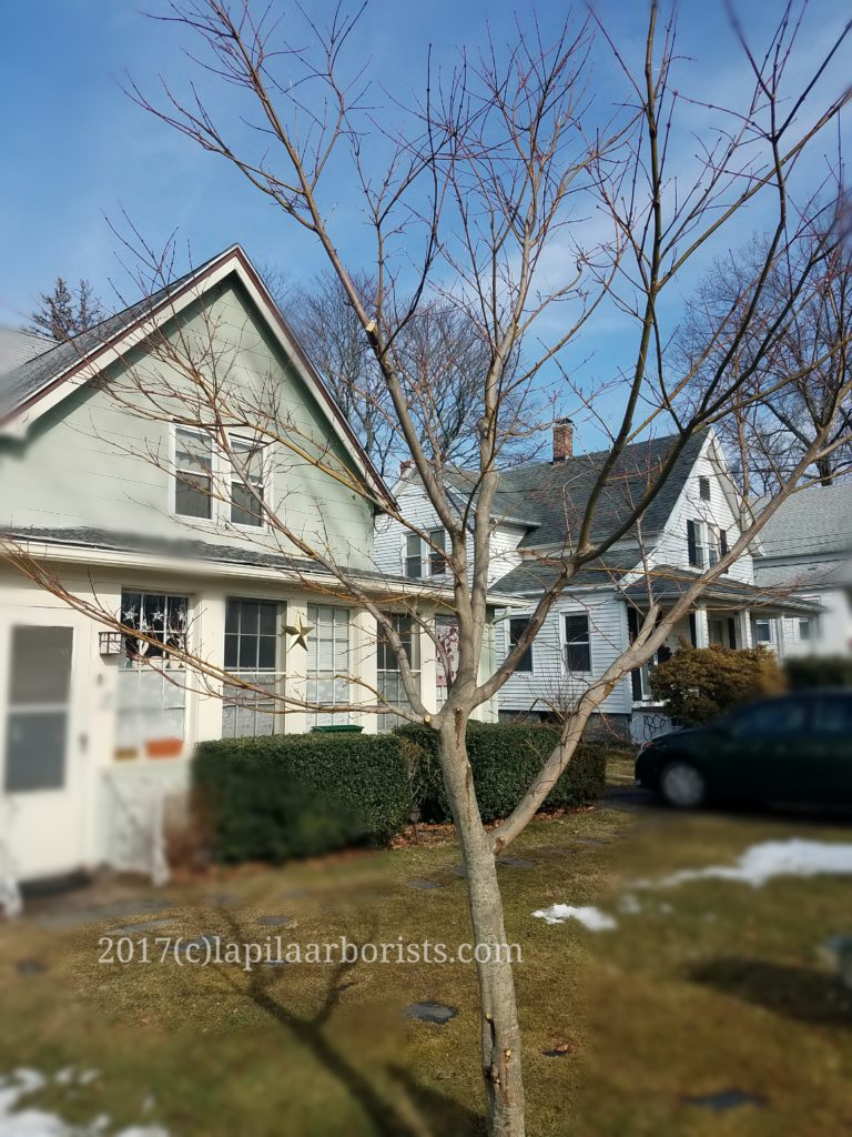 Pruning / trimming a young Japanese Maple tree in Cromwell, CT