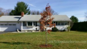 Tree planting in Rocky Hill