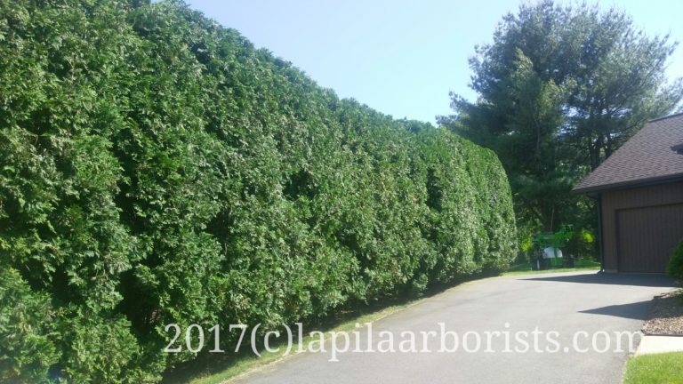 Pruning an arborvitae hedge to awesomeness!