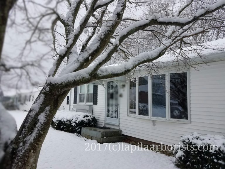 Tree pruning by the shore in winter