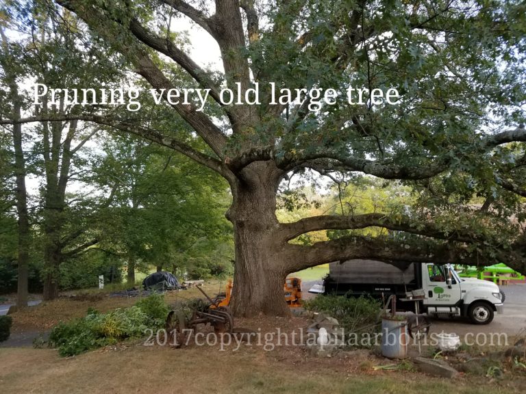 Arborist tree care and consulting