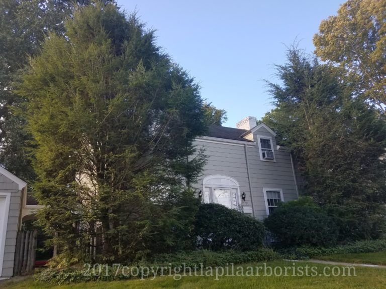 Removing two trees from corners of house in West Hartford