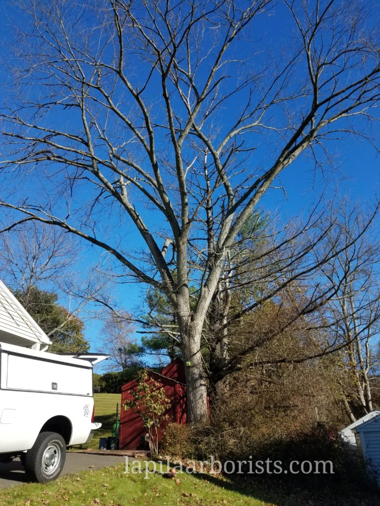 Big tree removal in tight space
