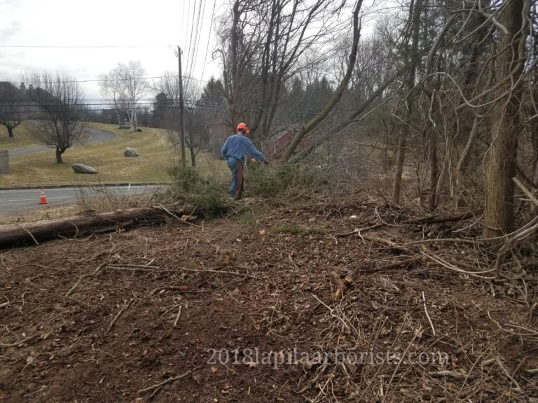 Tree and Brush Clearing