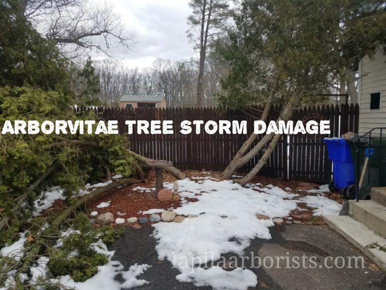 Arborvitae Tree Storm Damage, Should I keep them?