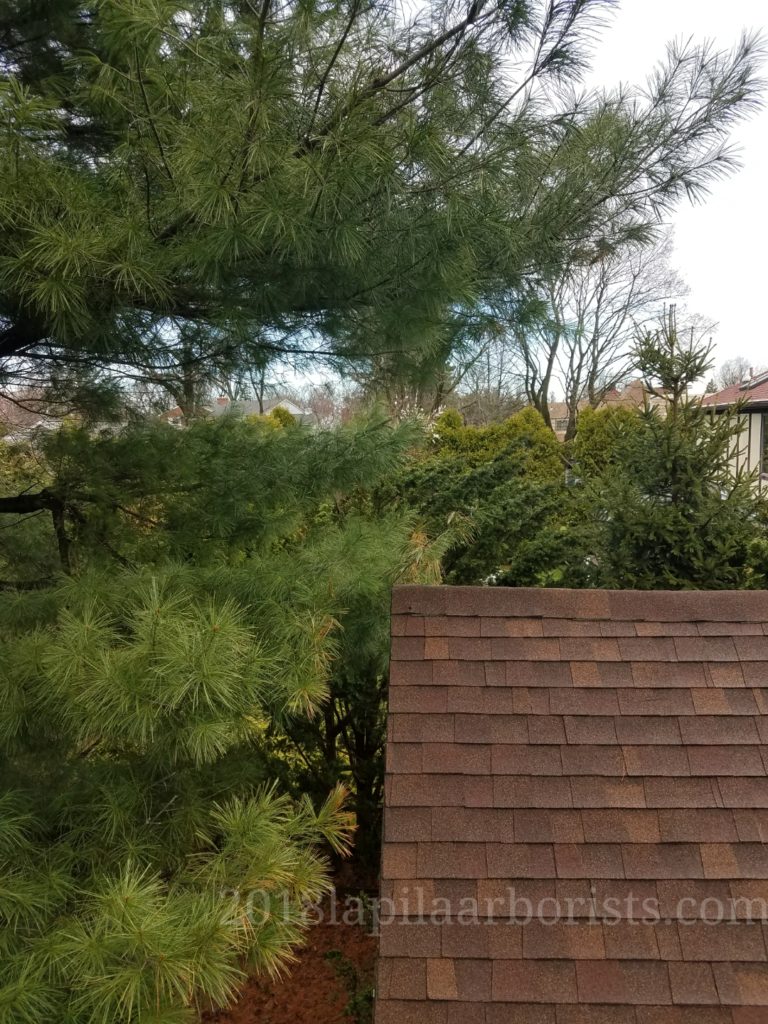 Tree branches over roof and mold