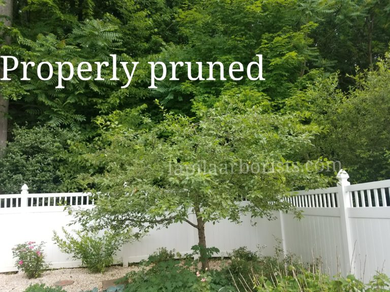 Ornamental tree pruning and planting near you