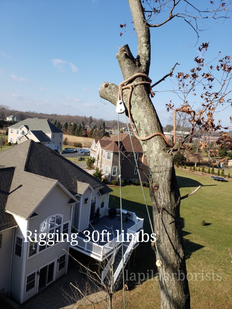 Clearing trees in Cromwell, CT