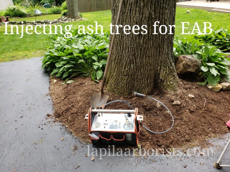 How to save my ash tree from the emerald ash borer eab?