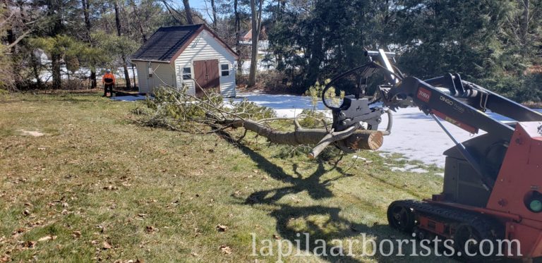 Spring storm cleanup