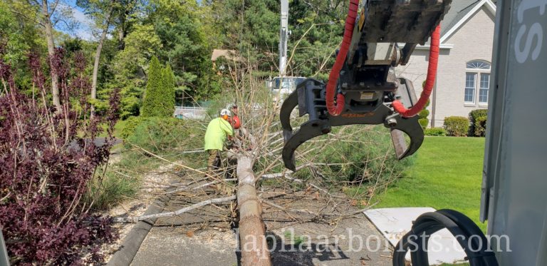 Tree work with a crane in Cromwell, CT by LaPila