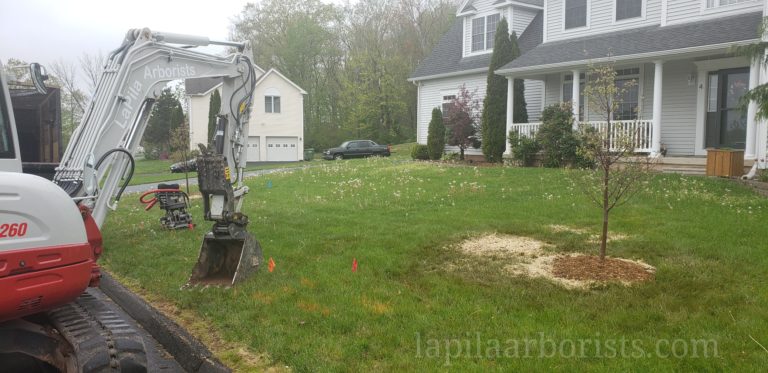 Planting new trees