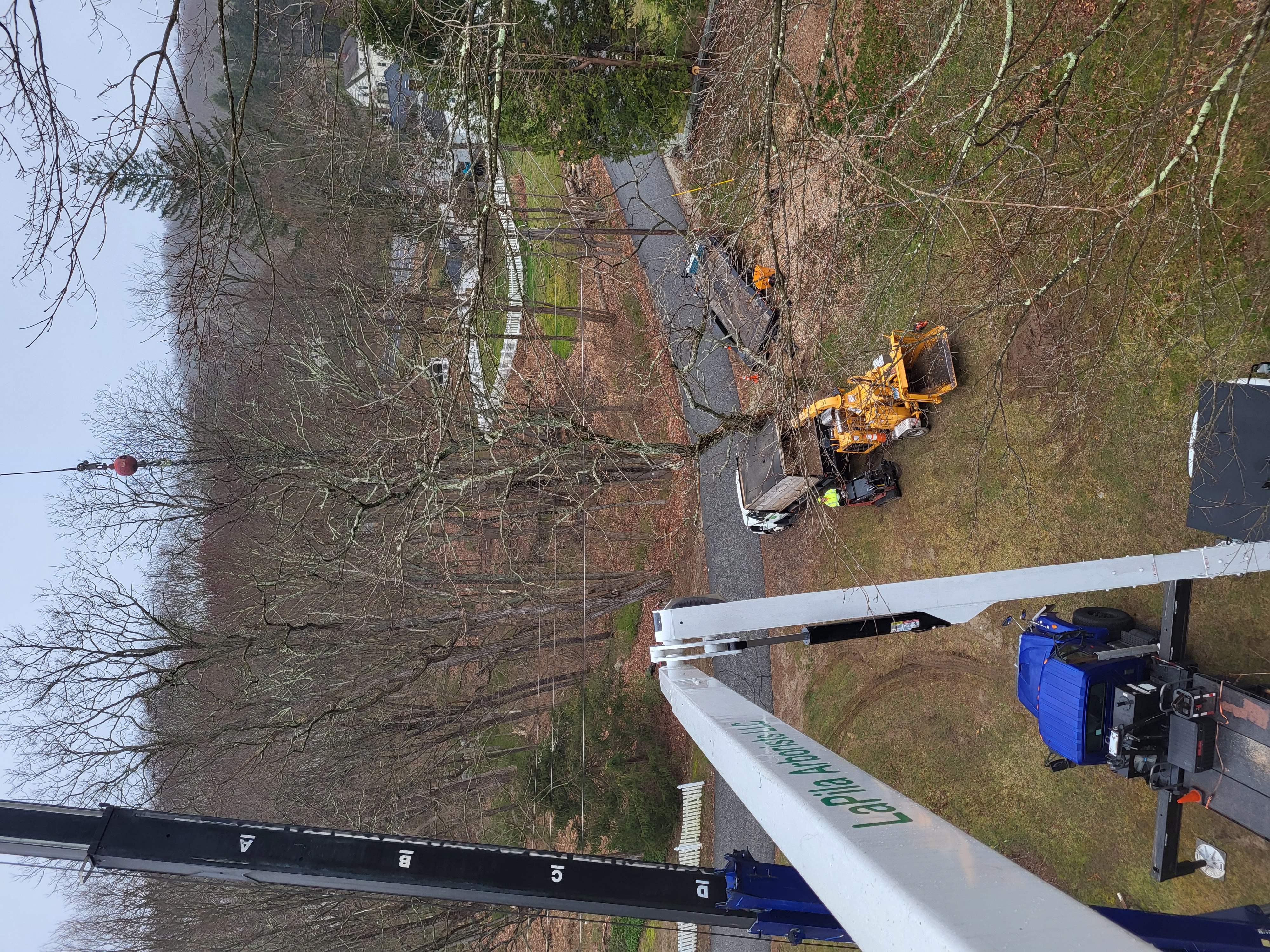 Large Tree Removal with Crane