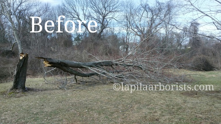 Tree Removal Clean-up Wethersfield