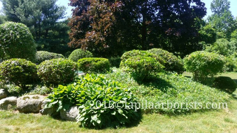 Bush Trimming in Wethersfield, CT