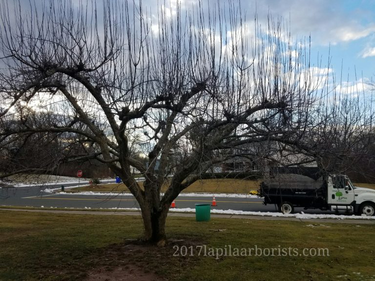 Tree care – Pruning back our favorite crab apple tree