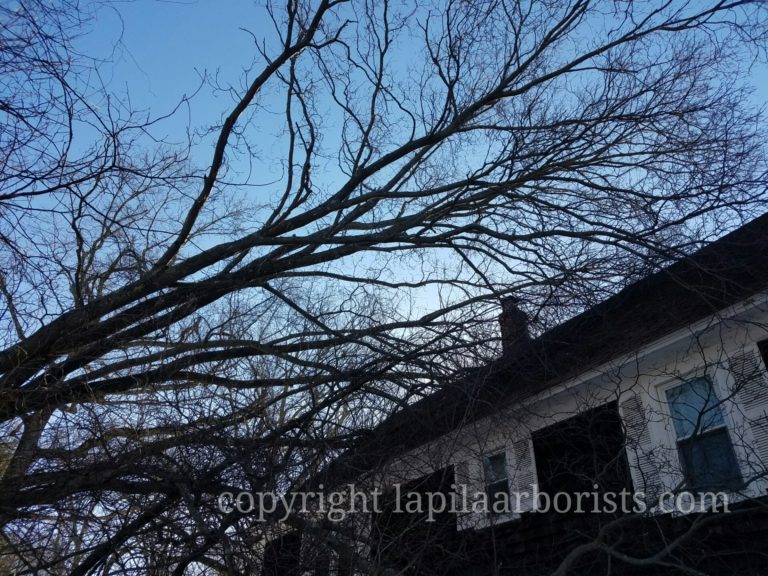Who you gonna call…Tree on house from storm removal with LaPila Arborists