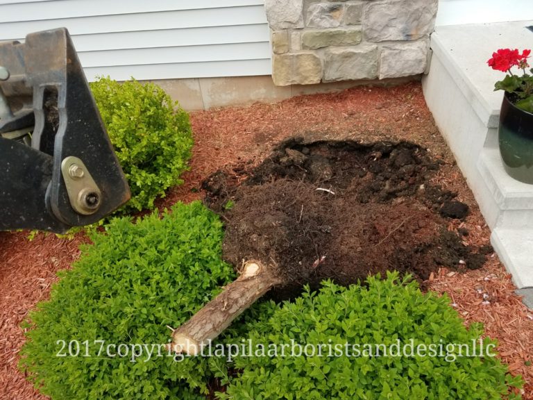 Arborvitae Consulting and Planting in Cromwell CT