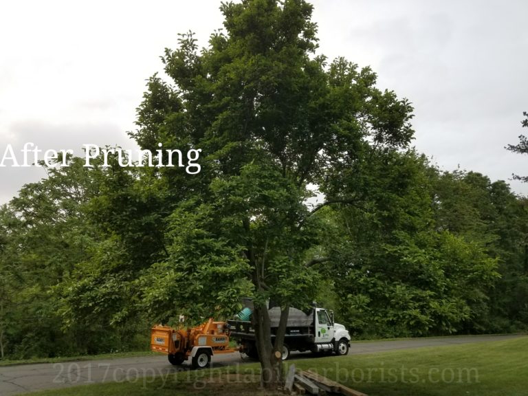 A magnolia tree we pruned before and after