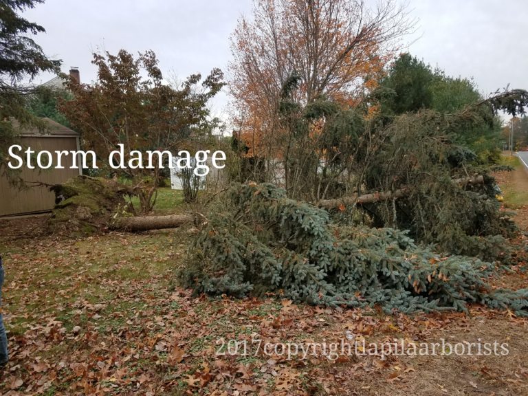 Storm Tree Damage in Wethersfield, Glastonbury, Rocky Hill Area