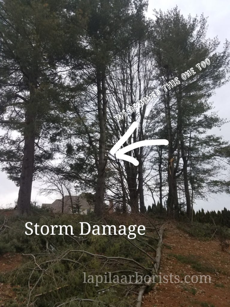 Pine tree damage from storms