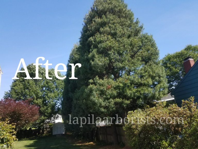 Trimming huge pine tree hedge in Rocky Hill