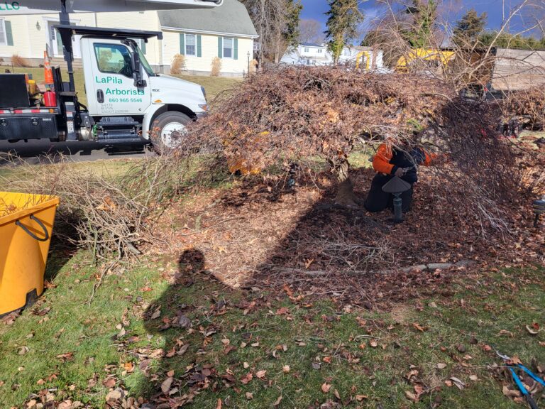 Pruning a Japanese Maple Tree