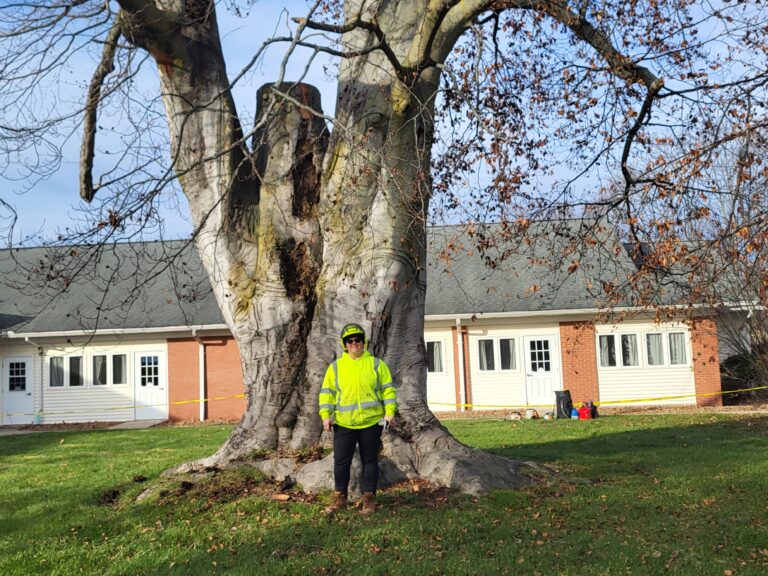 Large Tree Removal