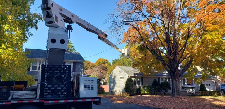 Tree Pruning in Newington, CT