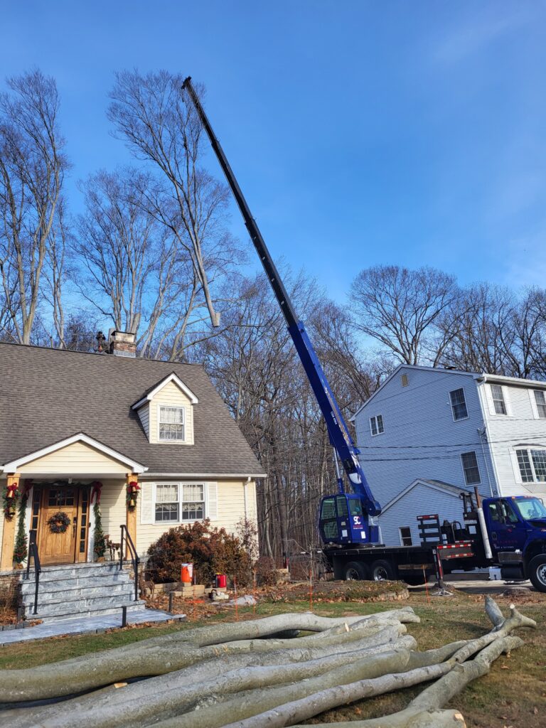 Large Tree Removals in Rocky Hill CT