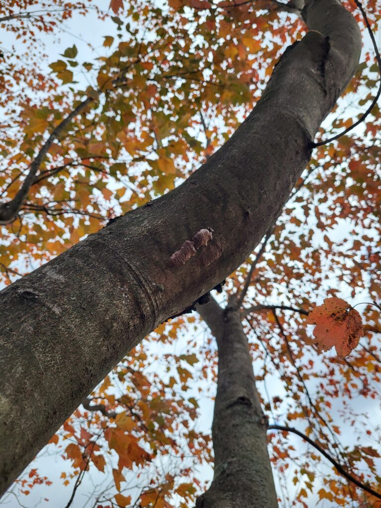 Spotted Lantern Fly in CT